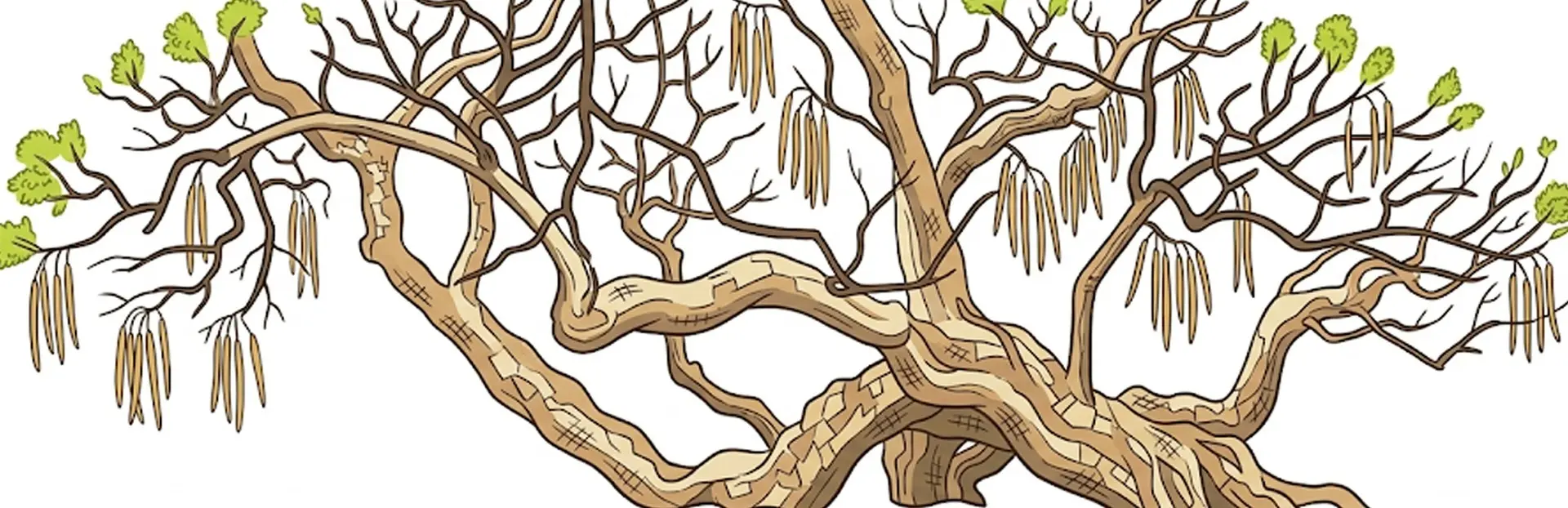 The last tree from the royal nursery