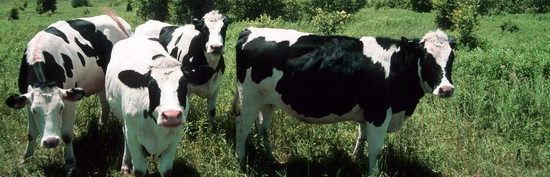 Point Reyes, California audio tour: Cow Heaven: Saving the Family Farm