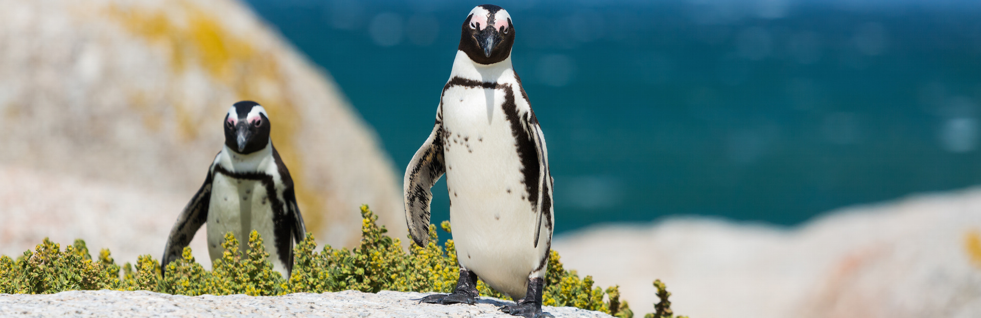 Image of The Penguins at Simon's Town