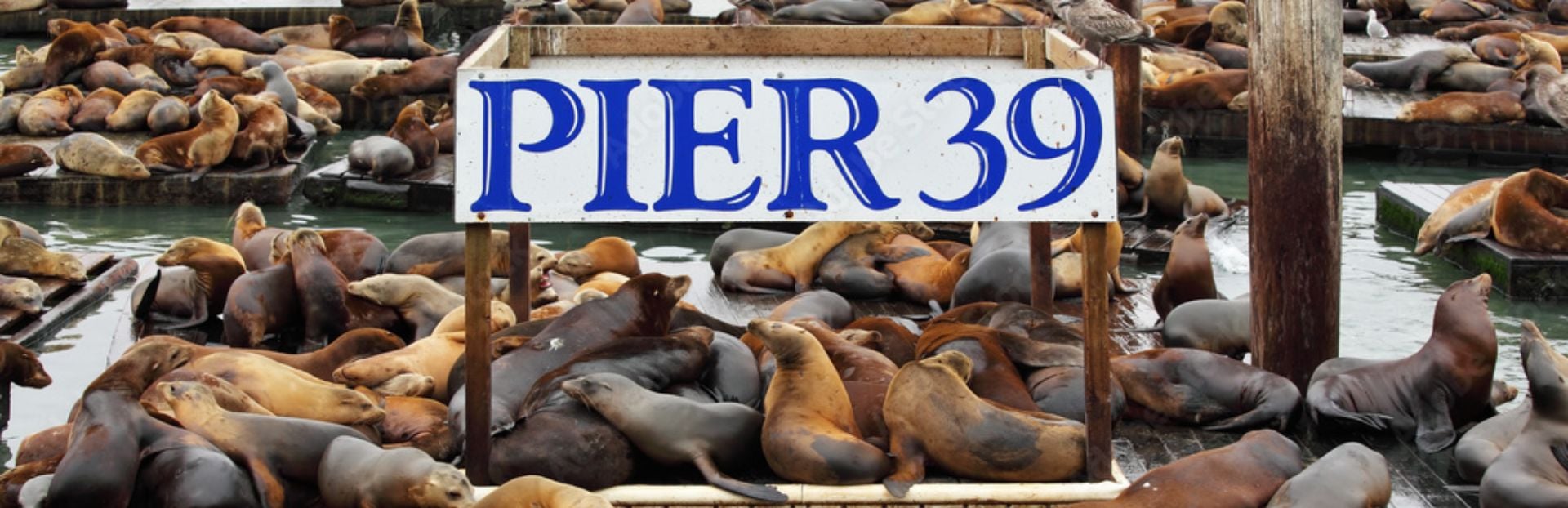 Image of Flavors of Fisherman’s Wharf: A Walking Tour from Pier 39 to Ghirardelli Square