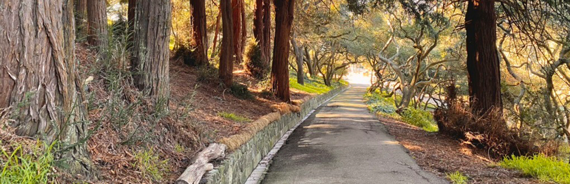 Hillside Hollywood and Secret Stairways: An Ashbury Heights Tour