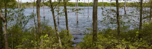 El sendero braille del embalse de Manasquan: guía de biodiversidad