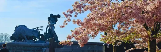 Sakura in Copenhagen: A Mindfulness Walk along Langelinie Promenade