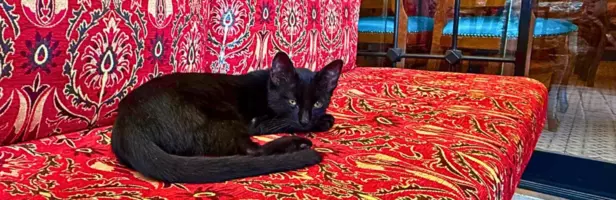 Empires Fell, Cats Stayed: Istanbul's Spice Bazaar to Topkapi Tour