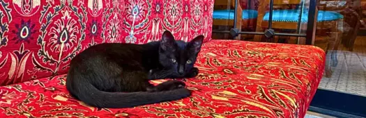 Empires Fell, Cats Stayed: Istanbul's Spice Bazaar to Topkapi Tour