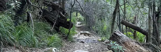 Newlands Forest Collection: Southern Loop Self-Guided Hiking Tour
