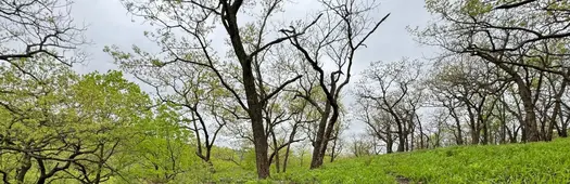 Rocky Point Glades: A Walking Tour of Swope Park's Ancient Ecosystem