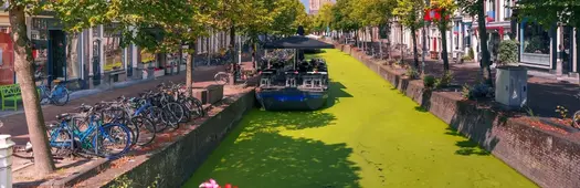 Stories, Streets and Local Bites: A Delft Walking Tour