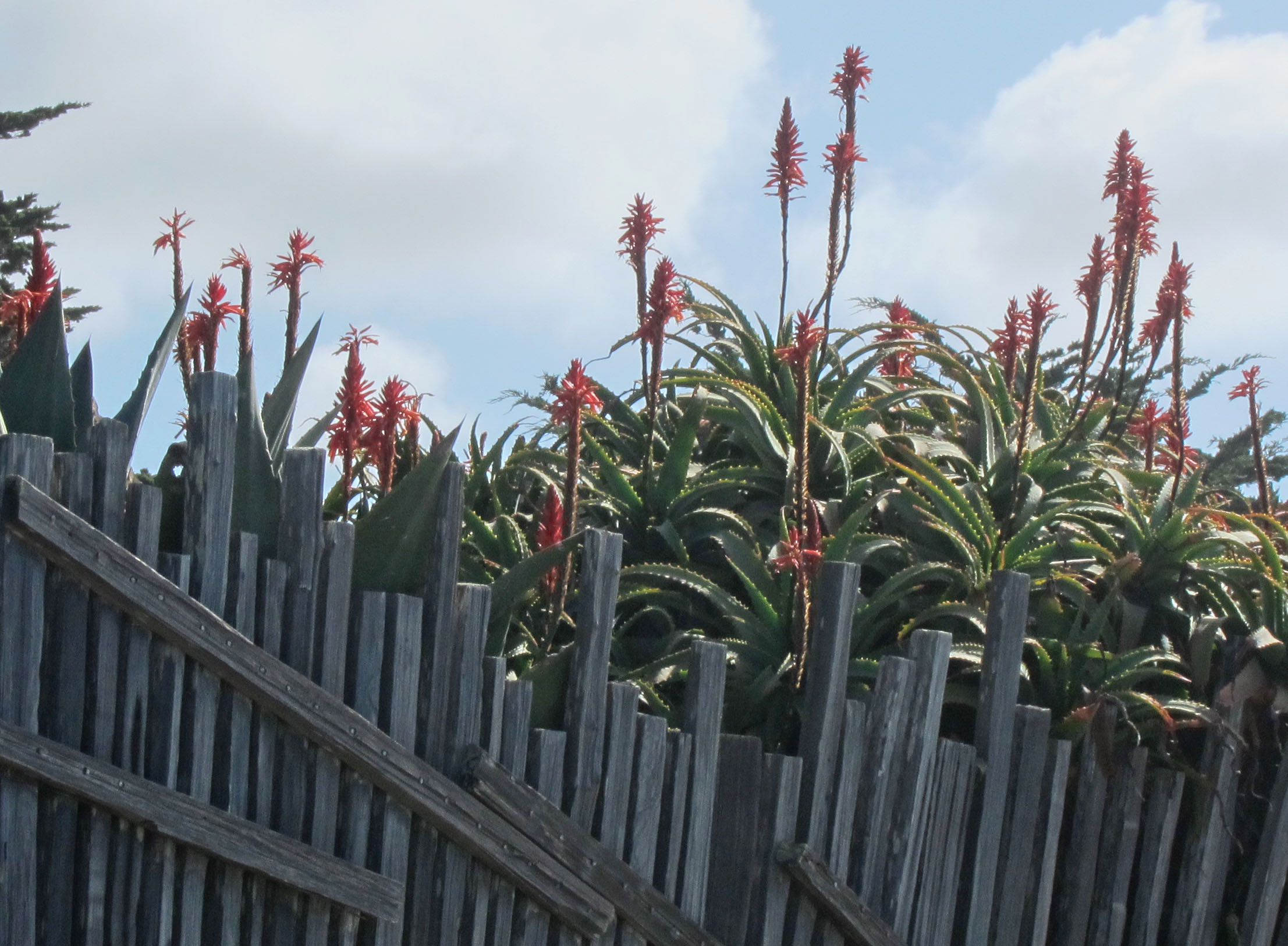 Non Native Plant Species Monterey And Carmel By The Sea California Audio Guide App Voicemap