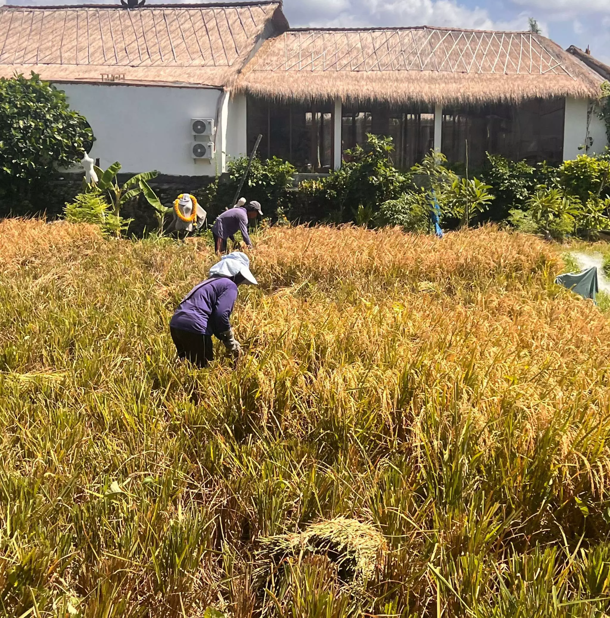 Secret Rice Bali Story of rice » Bali self-guided audio tour app » VoiceMap