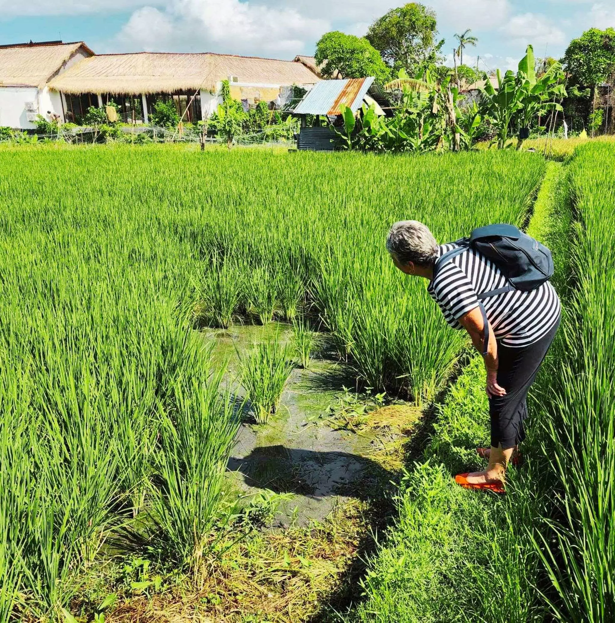 Secret Rice Bali Story of rice » Bali self-guided audio tour app » VoiceMap