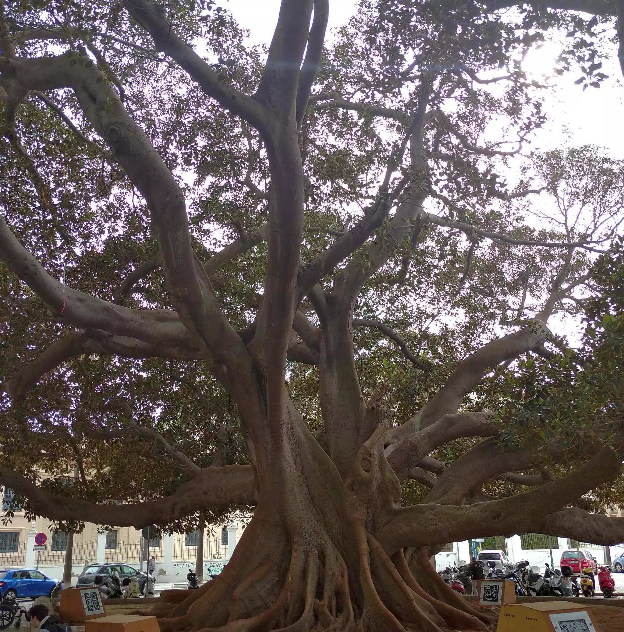 Ficus de la Mora  Cdiz self-guided audio tour app  VoiceMap