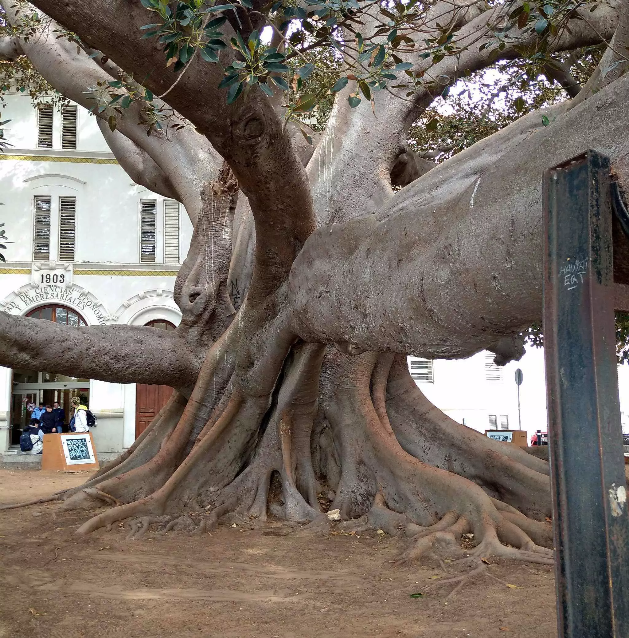 Ficus de la Mora  Cdiz self-guided audio tour app  VoiceMap