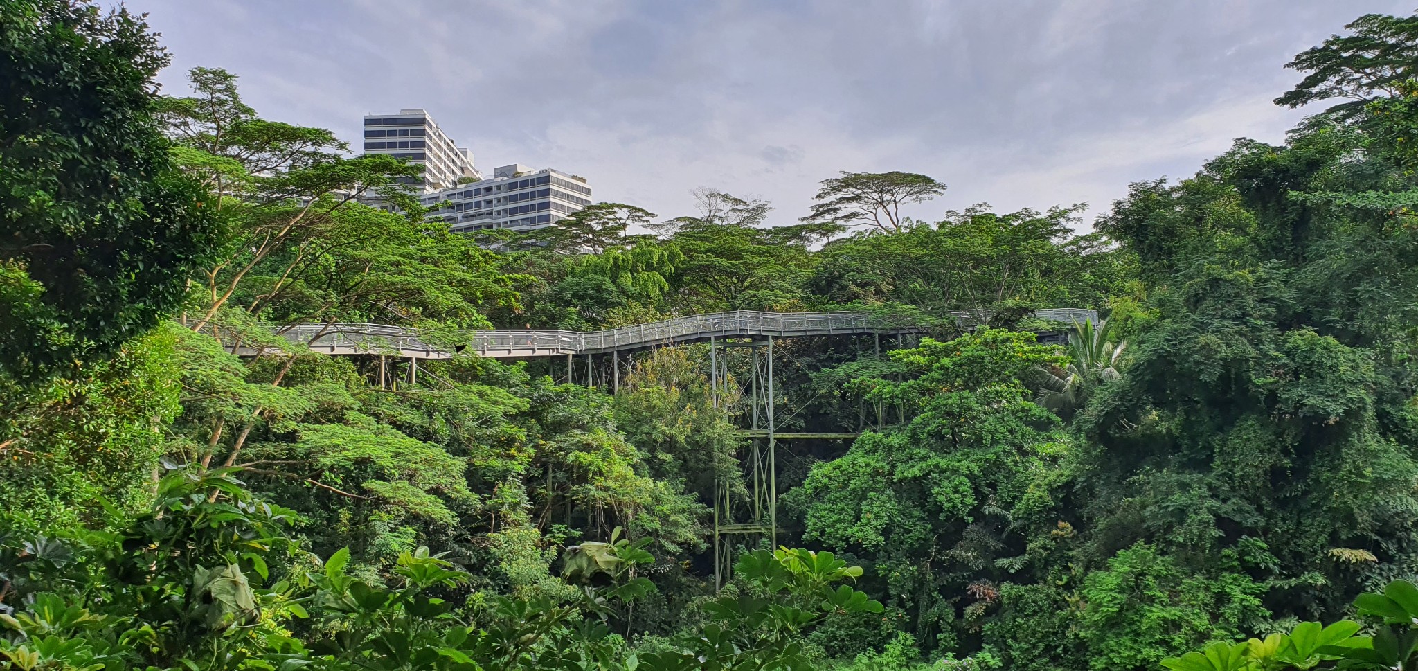 Southern Ridges Canopy Walk