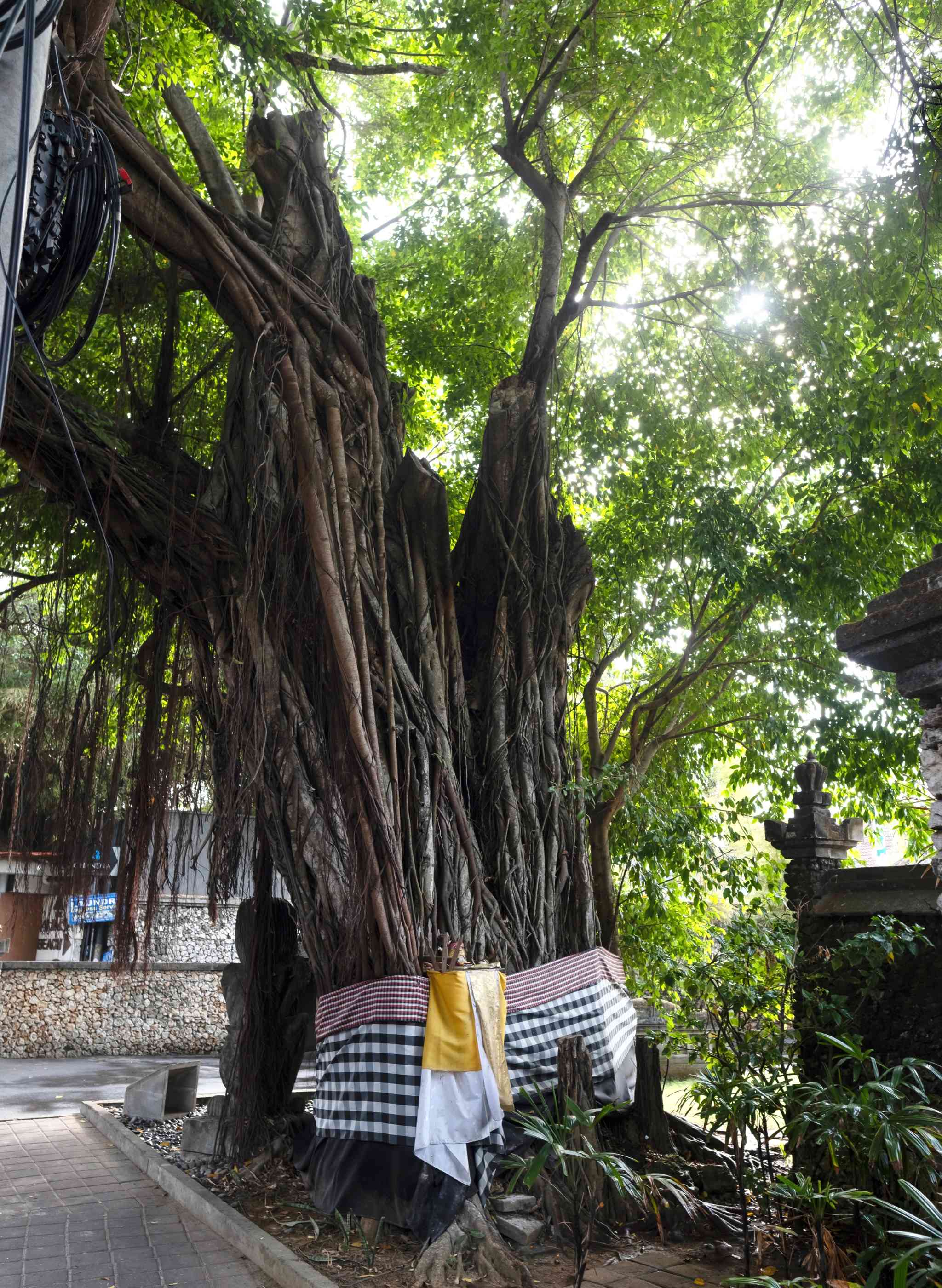Sacred Banyan tree » Bali self-guided audio tour app » VoiceMap